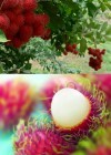 �Conoces el rambut�n y los beneficios de esta fruta?