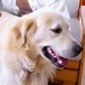 Consejos a tener en cuenta antes de regalar una mascota