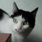 Consejos para evitar el estr�s de los gatos