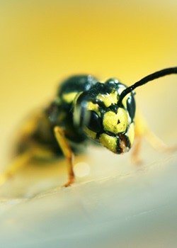 Picaduras de avispa