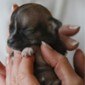 �Qu� debemos tener en cuenta antes de regalar una mascota por Navidad?