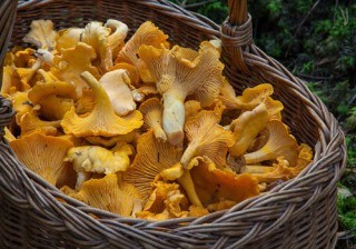 Setas de primavera: descubre las mejores variedades de temporada