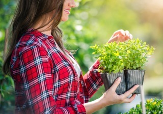 ¿Cómo cuidar las plantas en verano ¡Evita que se estropeen en vacaciones!