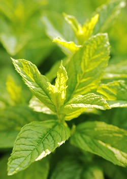 Menta