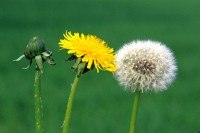 Diente de Le�n contra la celulitis