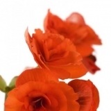 El lenguaje de la begonia