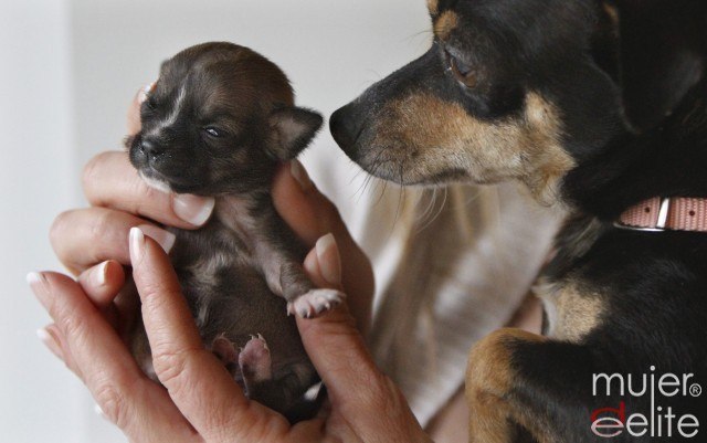 San Ant�n, patr�n de los animales cuida de tu mascota