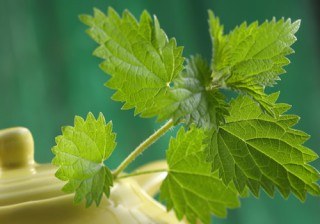 Las propiedades del abedul, el nuevo secreto de salud y belleza