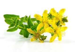 Las propiedades y beneficios del hipérico