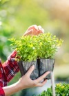 ¿Cómo cuidar las plantas en verano ¡Evita que se estropeen en vacaciones!