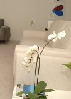El Feng Shui y las plantas