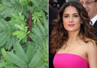 ¿Conoces las 10 propiedades del tepezcohuite ¡El secreto de belleza de Salma Hayek!