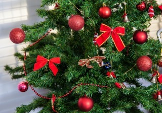 Cómo cuidar las plantas de Navidad: el árbol y la flor de Pascua