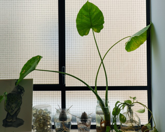 Foto Cultiva tu propia planta de aguacate en casa