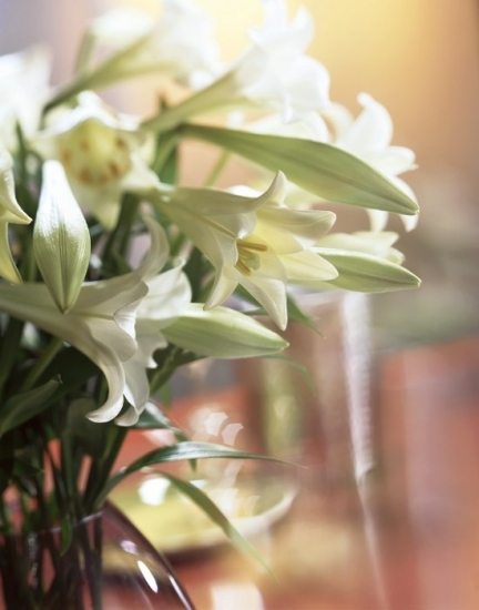 Foto El lenguaje de los lirios