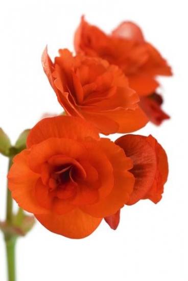 Foto El lenguaje de la begonia