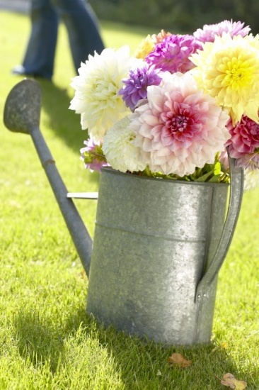 Foto El lenguaje secreto de las dalias