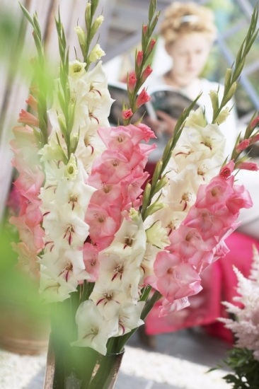 Foto El lenguaje de los gladiolos