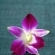 Ir a la foto El lenguaje de la orquídea