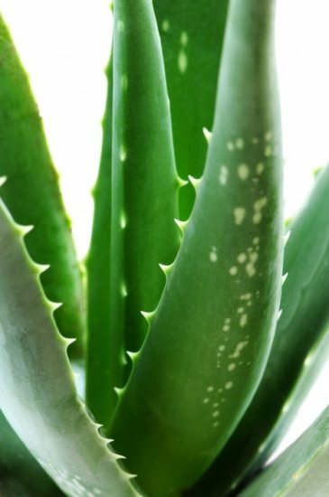 Foto Aloe vera: regenerador de la piel