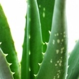 Aloe vera: regenerador de la piel