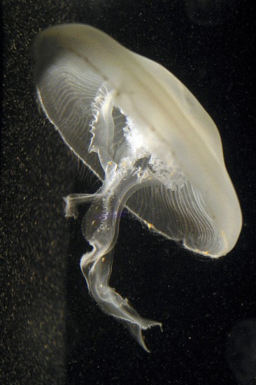 Foto Remedio natural contra las picaduras de medusa
