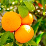 Citrus aurantium (naranja amarga), una planta medicinal que aumenta el gasto calórico