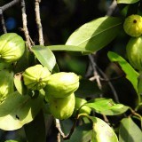 Garcinia Cambogia, la planta reguladora del peso corporal y el apetito