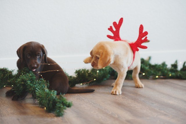 Foto La dieta de las mascotas en Navidad