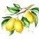Ir a la foto El limón, la fruta ideal para pieles con acné, rojeces y manchas