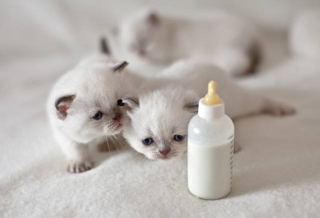Foto La leche dificulta la digestión y provoca diarrea en algunos gatos