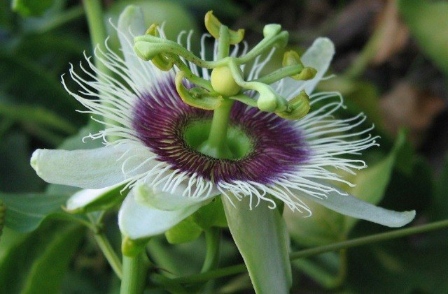 Foto La Pasiflora es conocida como la benzodiacepina natural